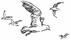 Иллюстрация к книге — Роза ветров [i_002.jpg]