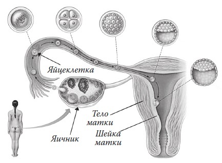 Иллюстрация к книге — Вся правда о гормонах и не только [i_038.jpg]