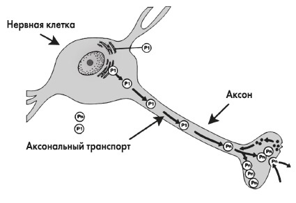 Иллюстрация к книге — Вся правда о гормонах и не только [i_048.jpg]