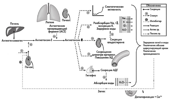Иллюстрация к книге — Вся правда о гормонах и не только [i_050.jpg]