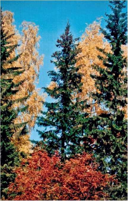 Иллюстрация к книге — Малоизвестные съедобные грибы [i_001.jpg]