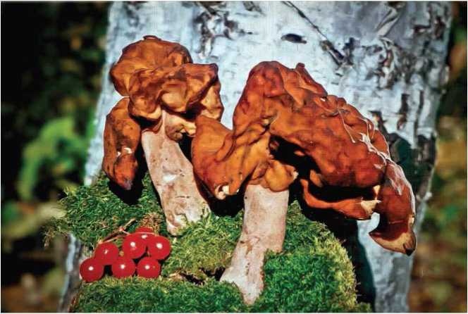 Иллюстрация к книге — Малоизвестные съедобные грибы [i_005.jpg]