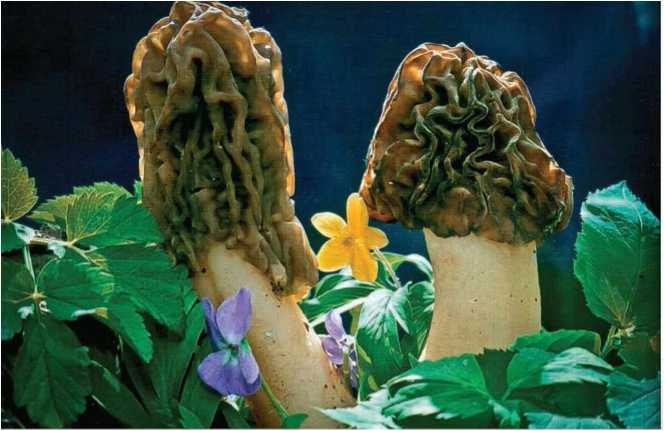 Иллюстрация к книге — Малоизвестные съедобные грибы [i_007.jpg]