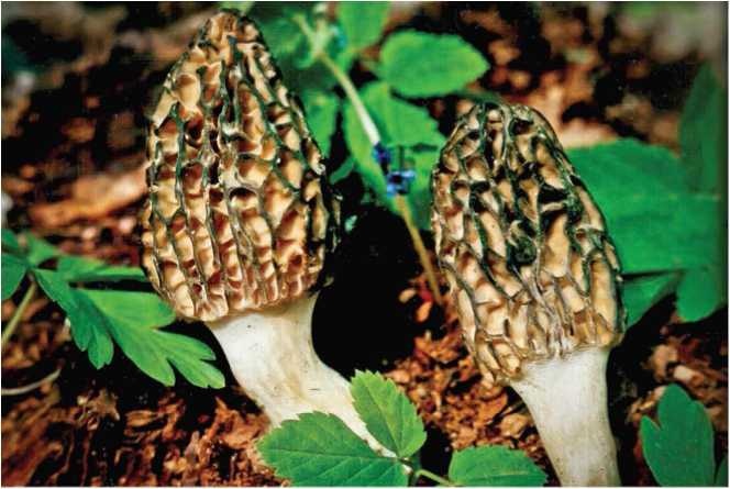 Иллюстрация к книге — Малоизвестные съедобные грибы [i_008.jpg]