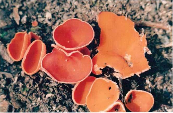 Иллюстрация к книге — Малоизвестные съедобные грибы [i_014.jpg]