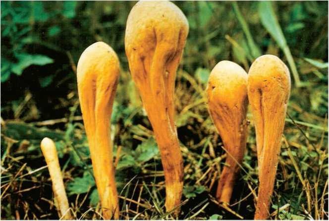 Иллюстрация к книге — Малоизвестные съедобные грибы [i_016.jpg]