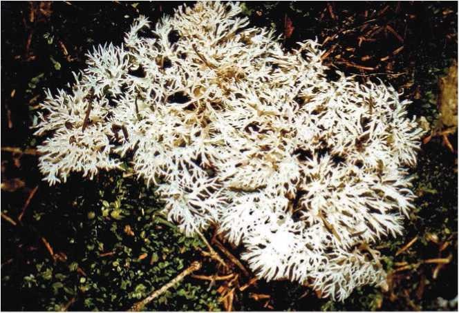 Иллюстрация к книге — Малоизвестные съедобные грибы [i_018.jpg]