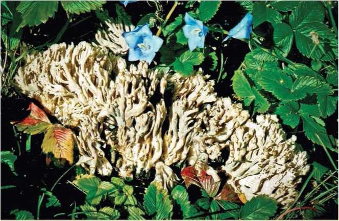 Иллюстрация к книге — Малоизвестные съедобные грибы [i_019.jpg]