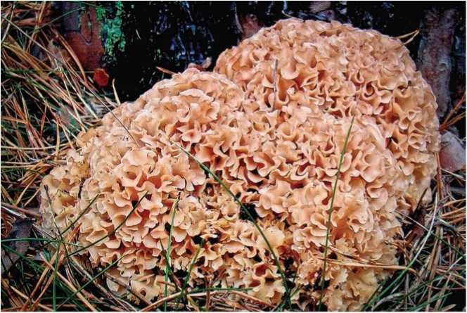 Иллюстрация к книге — Малоизвестные съедобные грибы [i_020.jpg]