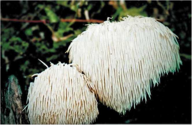 Иллюстрация к книге — Малоизвестные съедобные грибы [i_025.jpg]