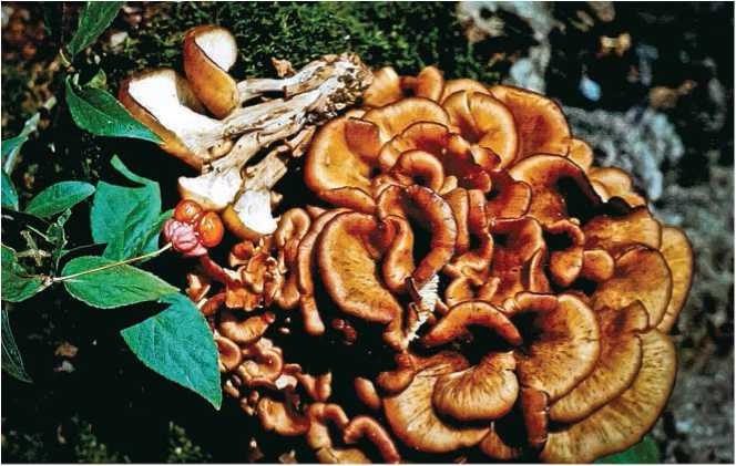 Иллюстрация к книге — Малоизвестные съедобные грибы [i_026.jpg]