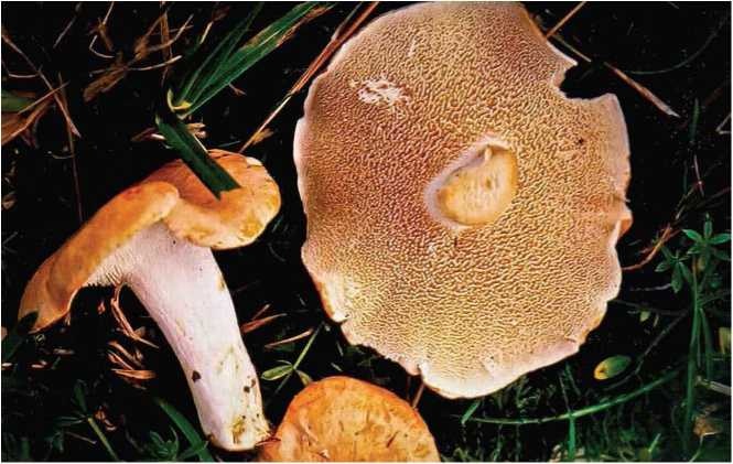 Иллюстрация к книге — Малоизвестные съедобные грибы [i_027.jpg]