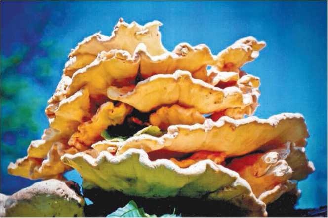 Иллюстрация к книге — Малоизвестные съедобные грибы [i_028.jpg]