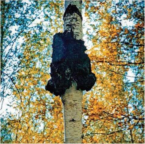 Иллюстрация к книге — Малоизвестные съедобные грибы [i_029.jpg]