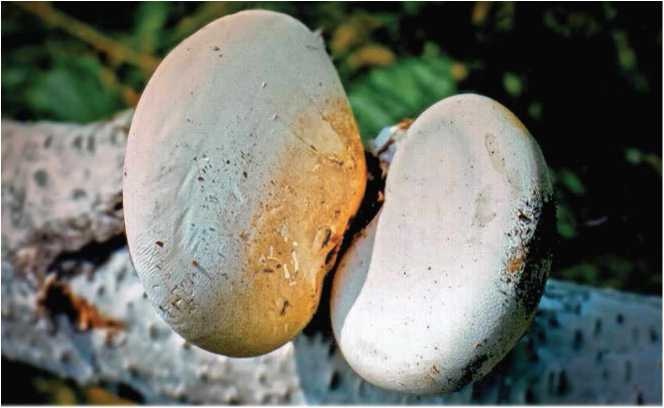 Иллюстрация к книге — Малоизвестные съедобные грибы [i_034.jpg]