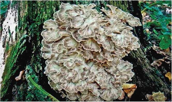 Иллюстрация к книге — Малоизвестные съедобные грибы [i_035.jpg]