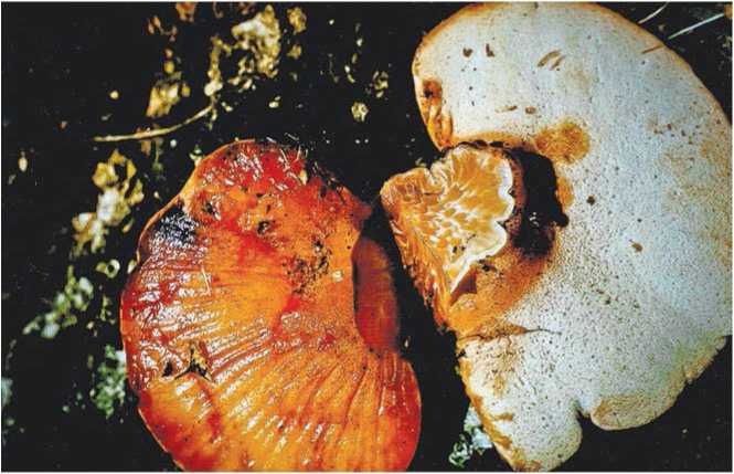 Иллюстрация к книге — Малоизвестные съедобные грибы [i_036.jpg]