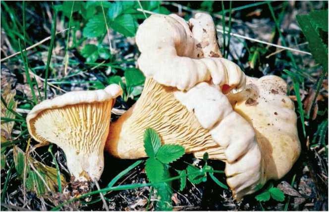 Иллюстрация к книге — Малоизвестные съедобные грибы [i_037.jpg]