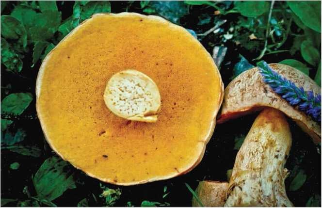 Иллюстрация к книге — Малоизвестные съедобные грибы [i_040.jpg]