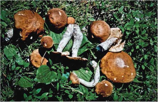 Иллюстрация к книге — Малоизвестные съедобные грибы [i_041.jpg]