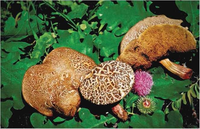 Иллюстрация к книге — Малоизвестные съедобные грибы [i_042.jpg]