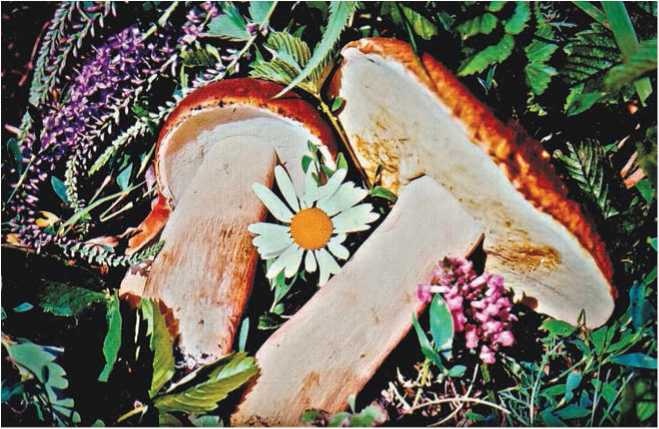 Иллюстрация к книге — Малоизвестные съедобные грибы [i_044.jpg]