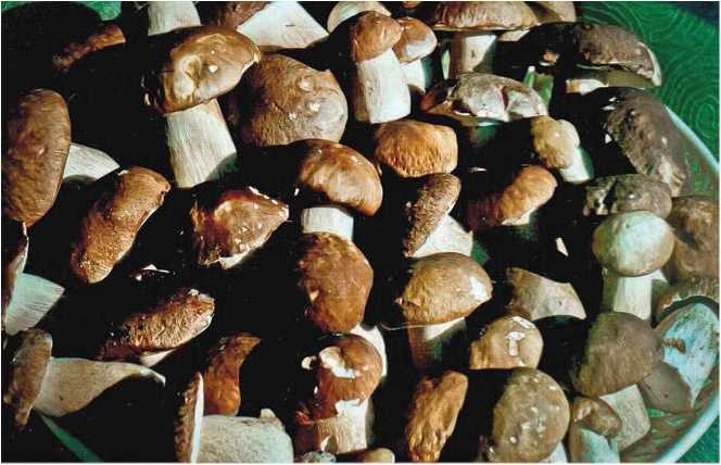 Иллюстрация к книге — Малоизвестные съедобные грибы [i_045.jpg]