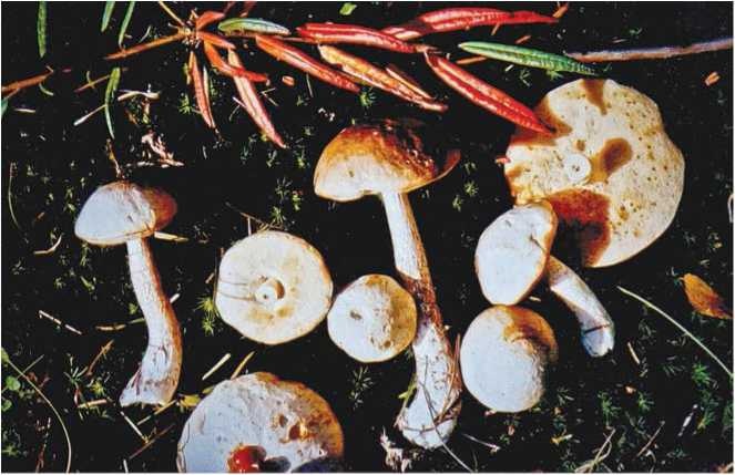 Иллюстрация к книге — Малоизвестные съедобные грибы [i_046.jpg]