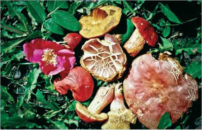 Иллюстрация к книге — Малоизвестные съедобные грибы [i_048.jpg]