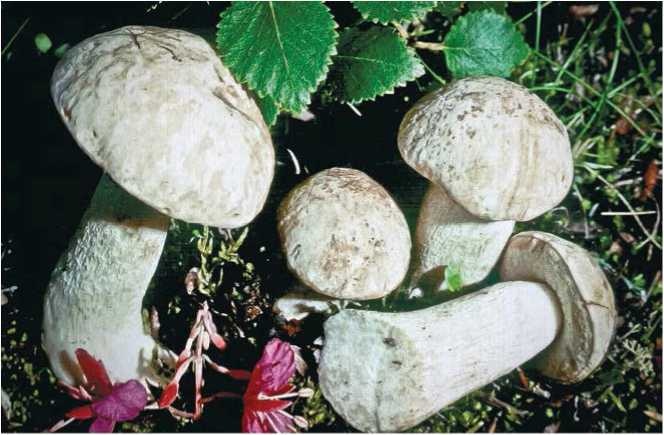 Иллюстрация к книге — Малоизвестные съедобные грибы [i_050.jpg]