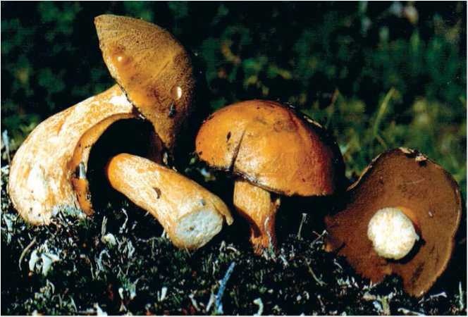 Иллюстрация к книге — Малоизвестные съедобные грибы [i_052.jpg]