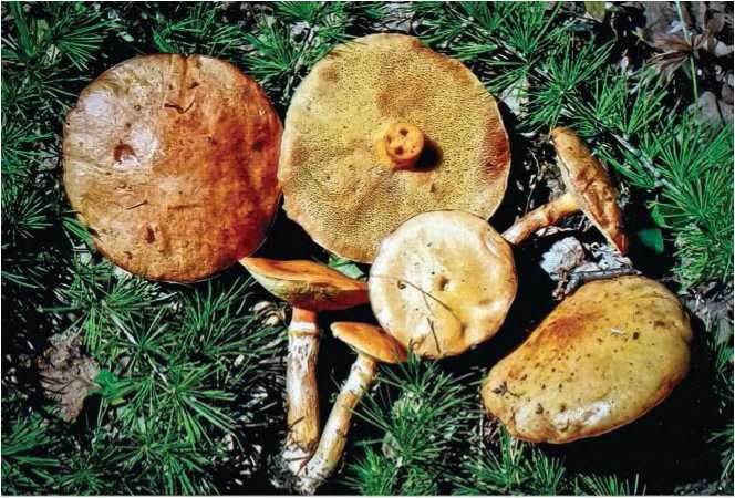 Иллюстрация к книге — Малоизвестные съедобные грибы [i_053.jpg]