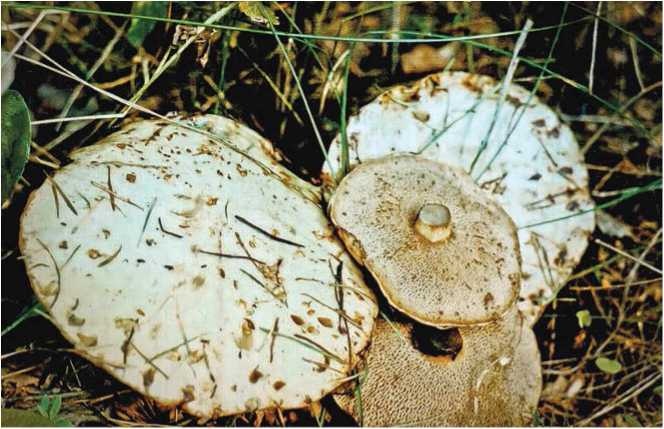 Иллюстрация к книге — Малоизвестные съедобные грибы [i_054.jpg]