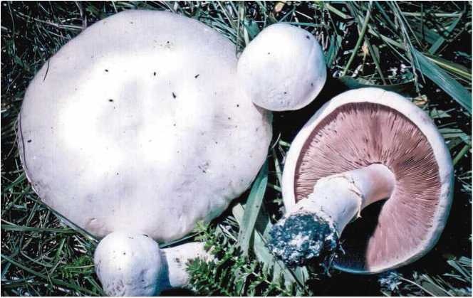 Иллюстрация к книге — Малоизвестные съедобные грибы [i_063.jpg]