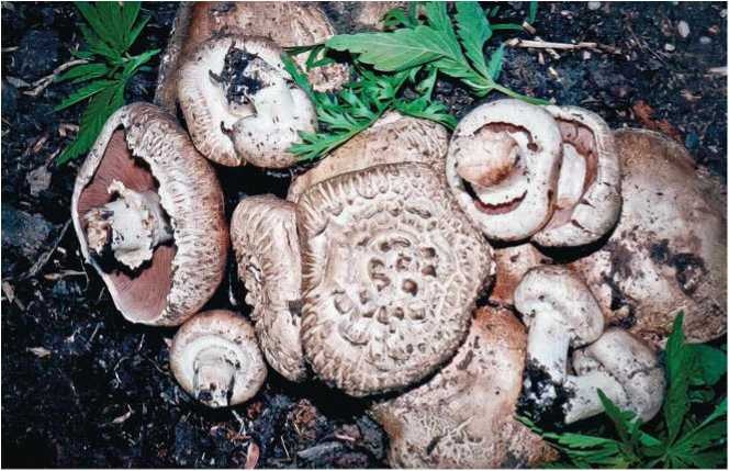 Иллюстрация к книге — Малоизвестные съедобные грибы [i_065.jpg]