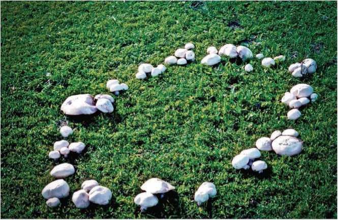 Иллюстрация к книге — Малоизвестные съедобные грибы [i_066.jpg]