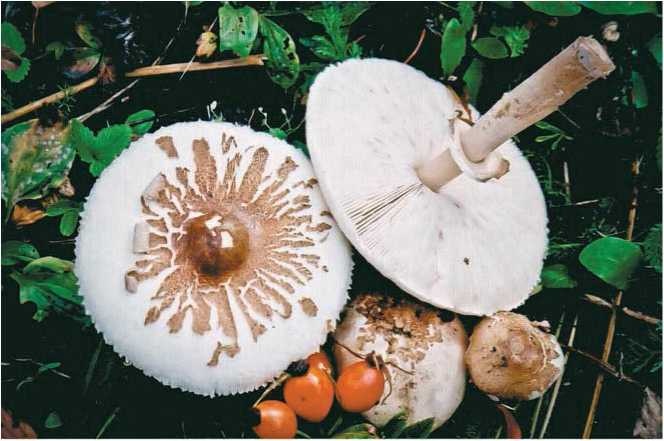 Иллюстрация к книге — Малоизвестные съедобные грибы [i_067.jpg]