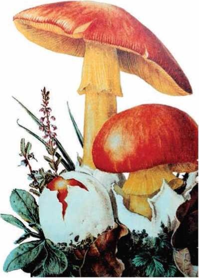 Иллюстрация к книге — Малоизвестные съедобные грибы [i_070.jpg]