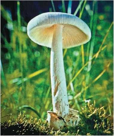 Иллюстрация к книге — Малоизвестные съедобные грибы [i_076.jpg]