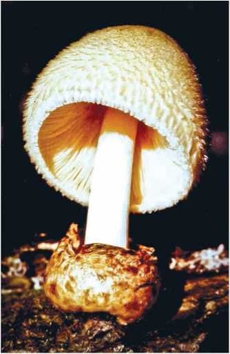 Иллюстрация к книге — Малоизвестные съедобные грибы [i_080.jpg]