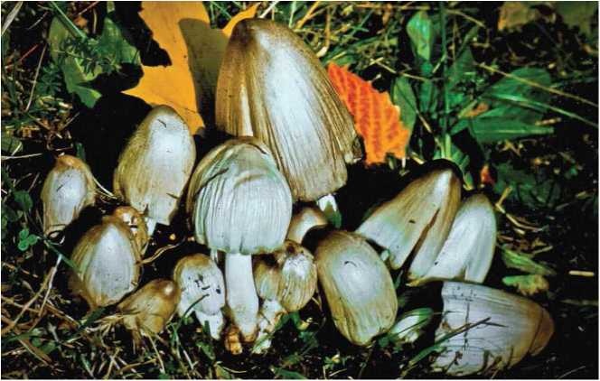 Иллюстрация к книге — Малоизвестные съедобные грибы [i_081.jpg]