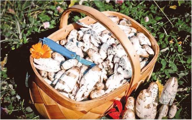 Иллюстрация к книге — Малоизвестные съедобные грибы [i_082.jpg]