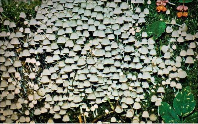 Иллюстрация к книге — Малоизвестные съедобные грибы [i_083.jpg]