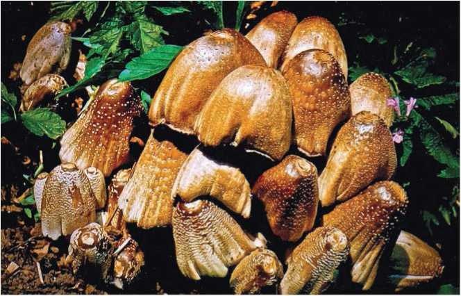 Иллюстрация к книге — Малоизвестные съедобные грибы [i_084.jpg]