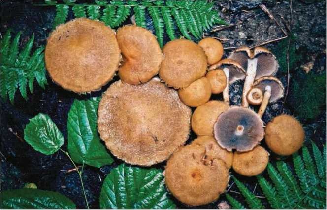 Иллюстрация к книге — Малоизвестные съедобные грибы [i_085.jpg]