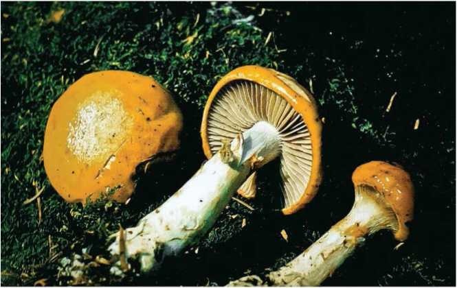 Иллюстрация к книге — Малоизвестные съедобные грибы [i_086.jpg]