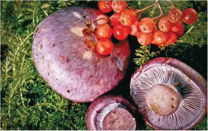 Иллюстрация к книге — Малоизвестные съедобные грибы [i_087.jpg]