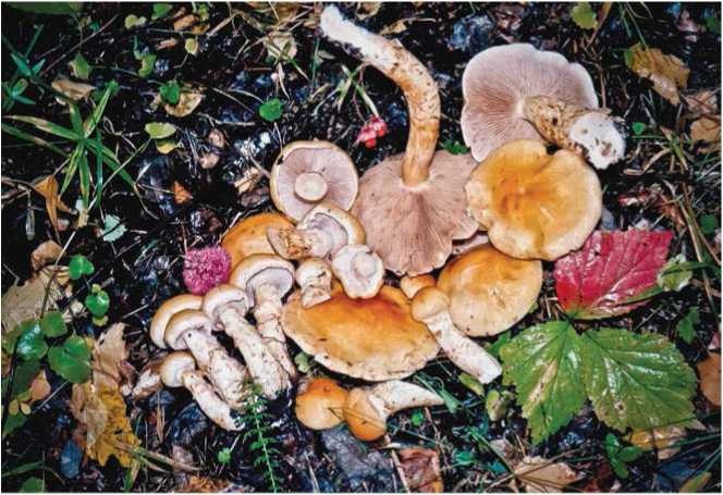 Иллюстрация к книге — Малоизвестные съедобные грибы [i_089.jpg]