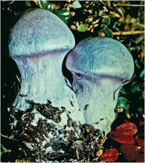 Иллюстрация к книге — Малоизвестные съедобные грибы [i_090.jpg]