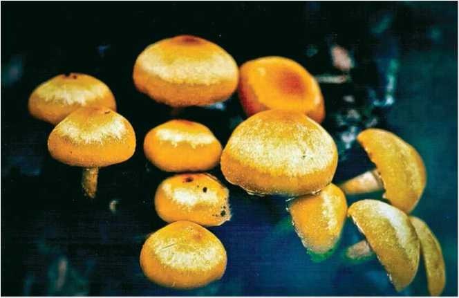 Иллюстрация к книге — Малоизвестные съедобные грибы [i_092.jpg]